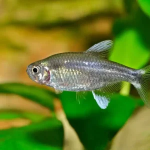 Schmetterlings Zwergsalmler (Hyphessobrycon negodagua) Rabatt